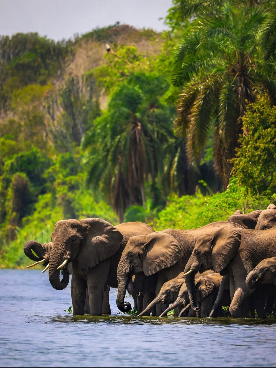 Elephants in Uganda